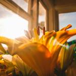 نسمى الرفيق