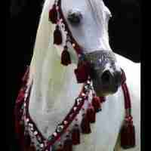 Shahed Zaiton