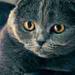 Nouh Khalid