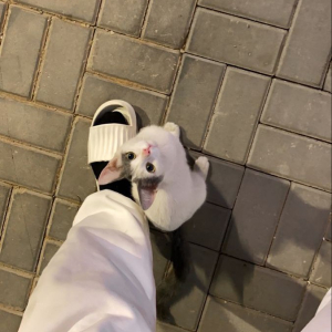 سعد الفقهاء