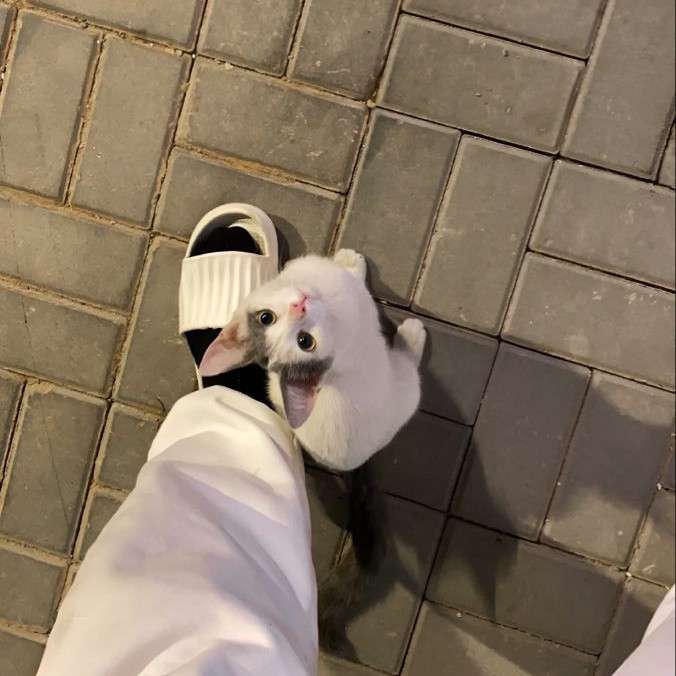 سعد الفقهاء