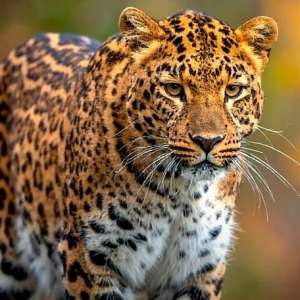 محمد القاضي