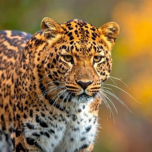 أمجد العواملة