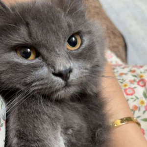 رانيا عفانة