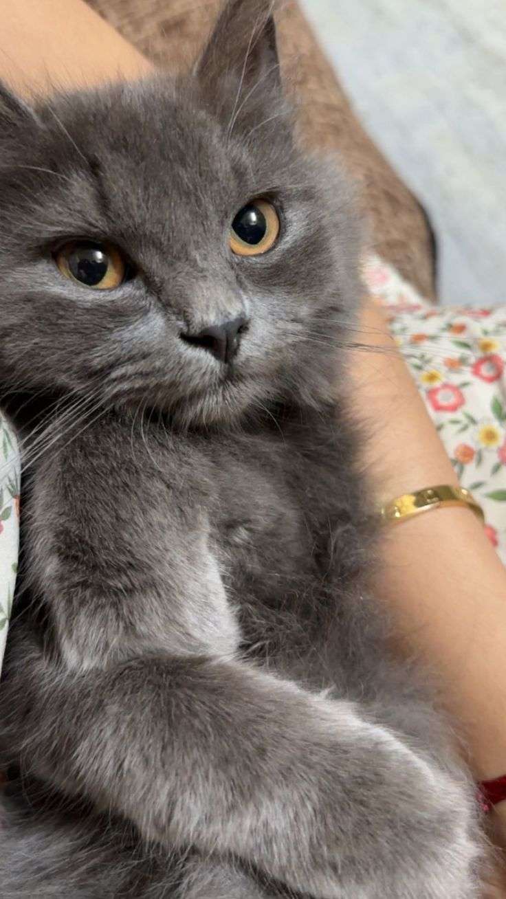 رانيا عفانة