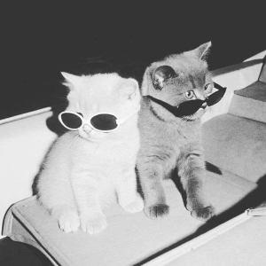 نور الدين الششتري