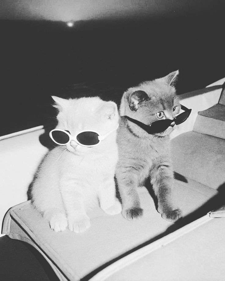 نور الدين الششتري